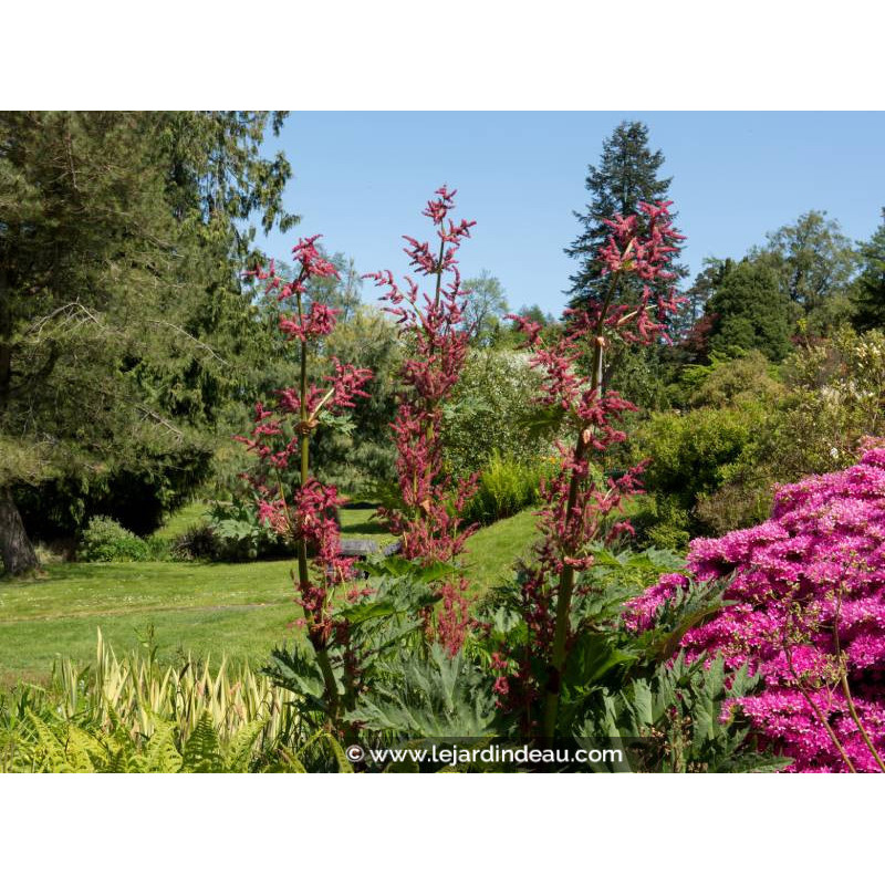 RHEUM palmatum