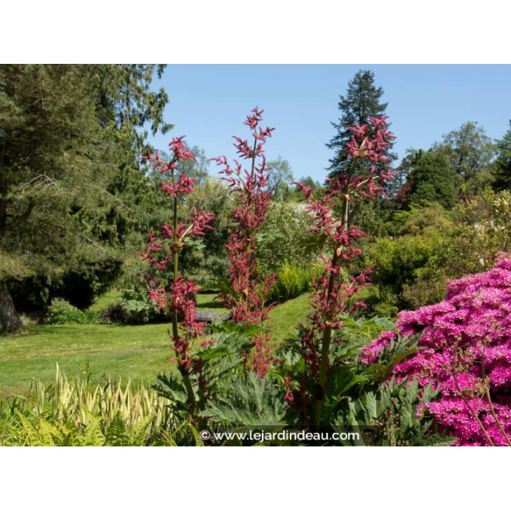 RHEUM palmatum