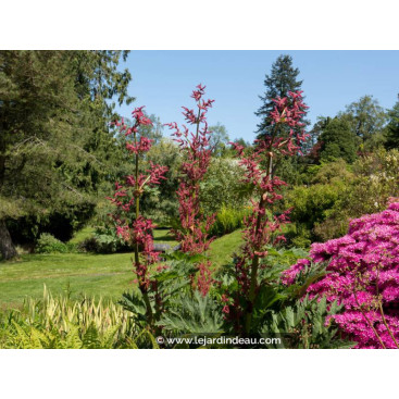 RHEUM palmatum