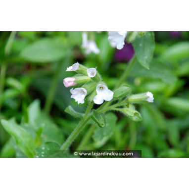 PULMONARIA saccharata \'Sissinghurst White\'