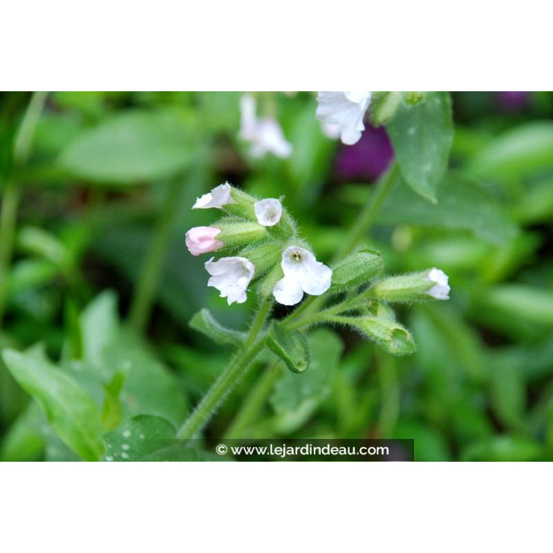 PULMONARIA saccharata 'Sissinghurst White' - Printemps PULMONARIA saccharata 'Sissinghurst White' - Printemps