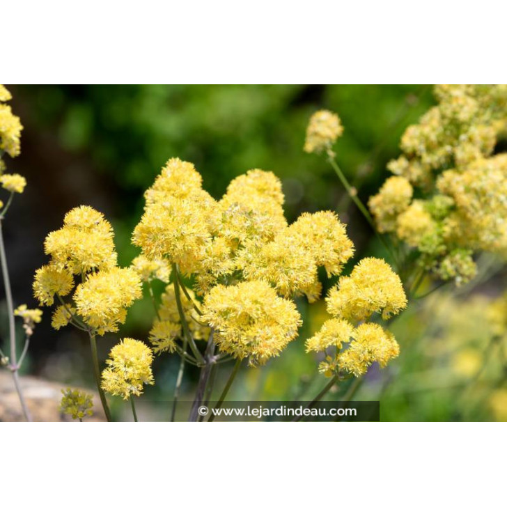 THALICTRUM flavum