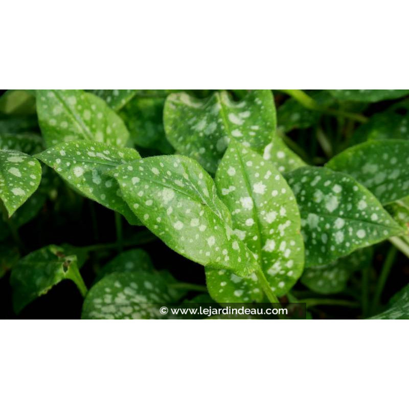 PULMONARIA saccharata 'Sissinghurst White' PULMONARIA saccharata 'Sissinghurst White'
