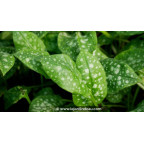 PULMONARIA saccharata 'Sissinghurst White' PULMONARIA saccharata 'Sissinghurst White'