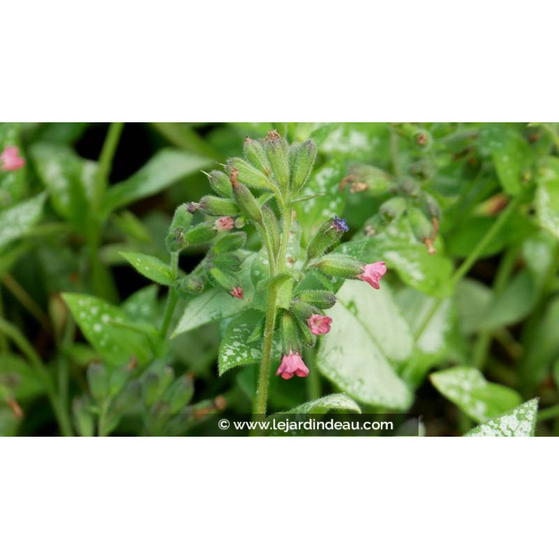 PULMONARIA 'Majest&eacute;' - Printemps