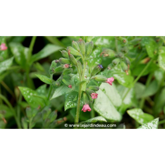 PULMONARIA 'Majest&eacute;' - Printemps