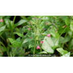 PULMONARIA 'Majest&eacute;' - Printemps