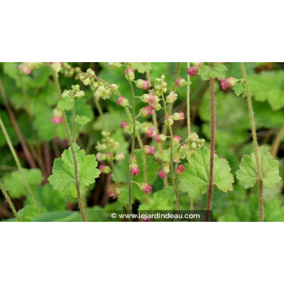 TELLIMA grandiflora 'Forest Frost' - Printemps