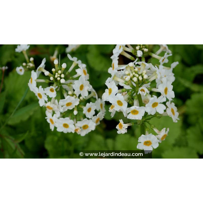 PRIMULA japonica 'Alba', Primevère japonaise, berge - Le Jardin d'eau PRIMULA japonica 'Alba', Primevère japonaise, berge - Le Jardin d'eau