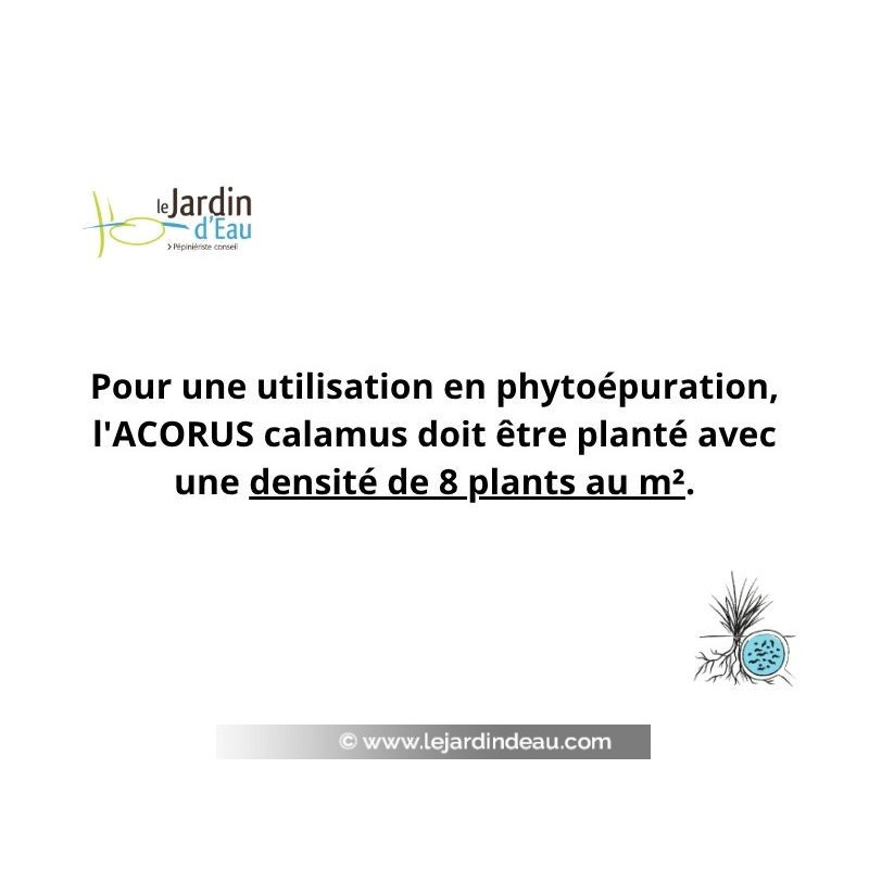 ACORUS calamus, Acore odorant, filtrante, phyto&eacute;puration - Le Jardin d'Eau