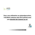 ACORUS calamus, Acore odorant, filtrante, phyto&eacute;puration - Le Jardin d'Eau