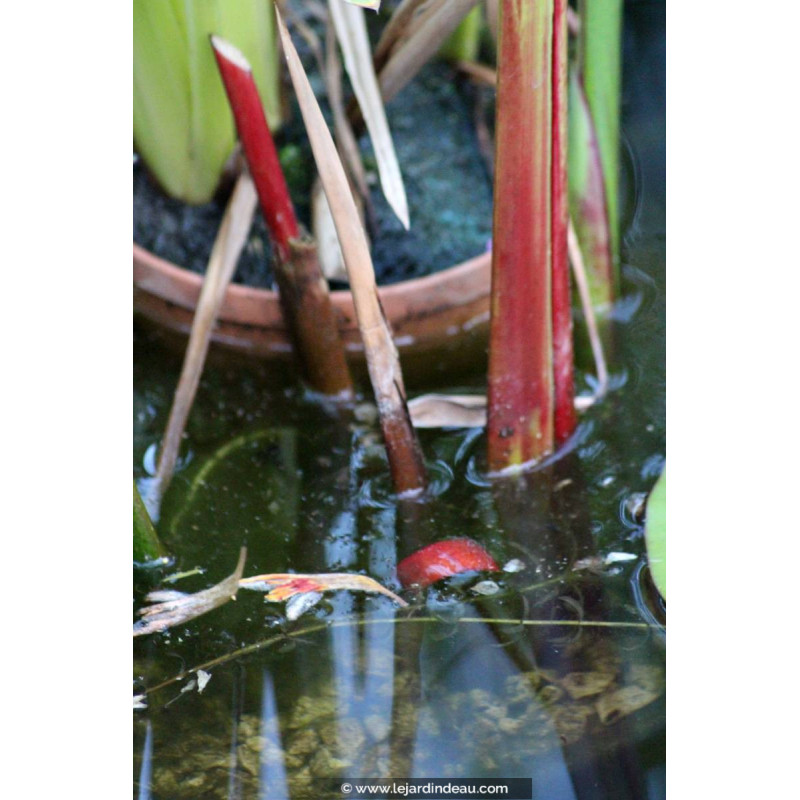 THALIA geniculata 'Red Stem'
