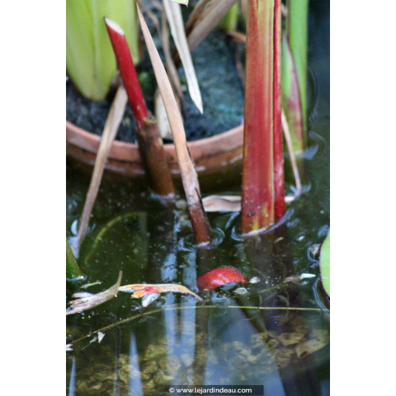 THALIA geniculata 'Red Stem'