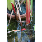 THALIA geniculata 'Red Stem'