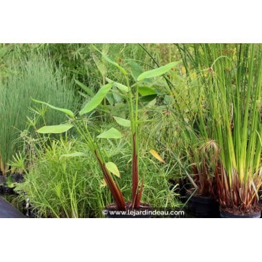 THALIA geniculata \'Red Stem\' - Thalie géniculée à tiges rouges