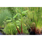 THALIA geniculata 'Red Stem'