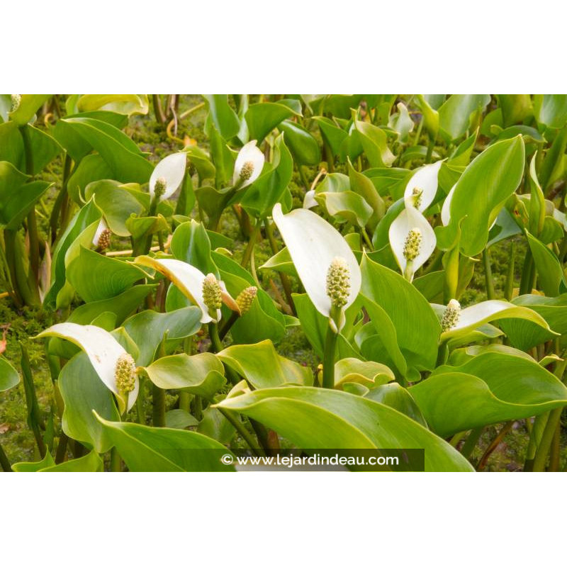CALLA palustris