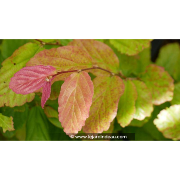 PARROTIA persica 'Bella' - Printemps