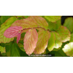 PARROTIA persica 'Bella' - Printemps PARROTIA persica 'Bella' - Printemps