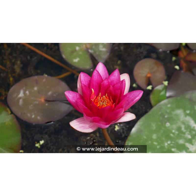 NYMPHAEA 'Xia Fei' NYMPHAEA 'Xia Fei'