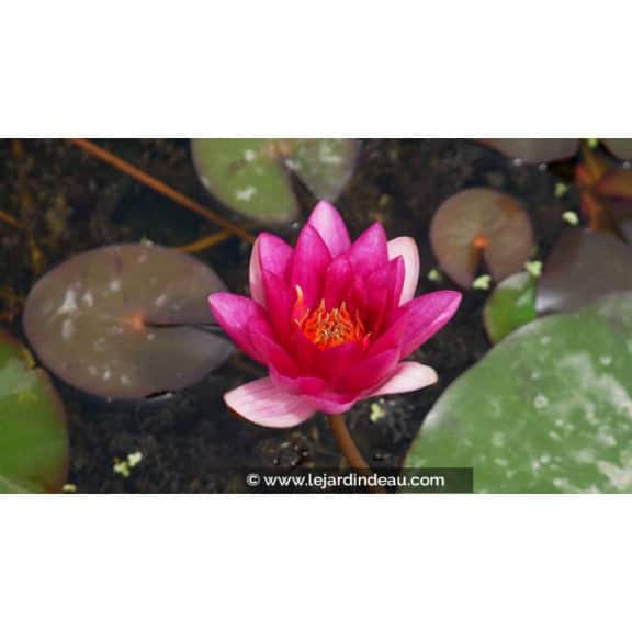 NYMPHAEA 'Xia Fei'