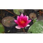 NYMPHAEA 'Xia Fei' NYMPHAEA 'Xia Fei'
