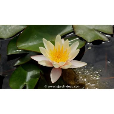 NYMPHAEA \'Paul Hariot\'