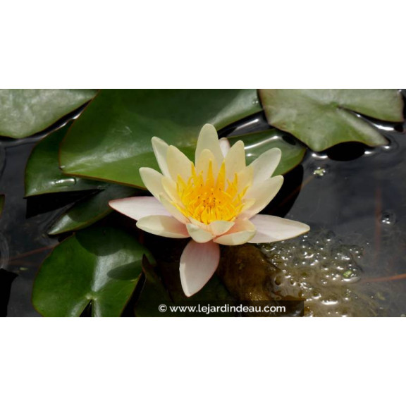 NYMPHAEA 'Paul Hariot' - Printemps