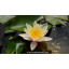 NYMPHAEA \'Paul Hariot\' - N&eacute;nuphar