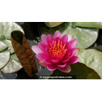 NYMPHAEA 'Pygmaea Rubra' - Printemps