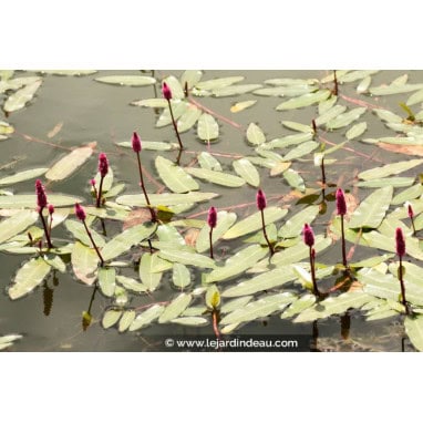 PERSICARIA amphibia