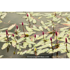 PERSICARIA amphibia PERSICARIA amphibia