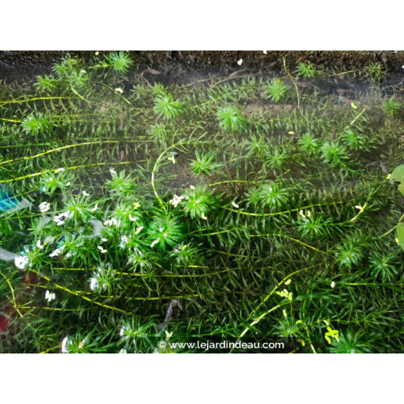 EGERIA densa
