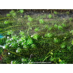 EGERIA densa
