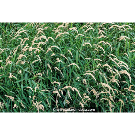 PHALARIS arundinacea