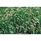 PHALARIS arundinacea