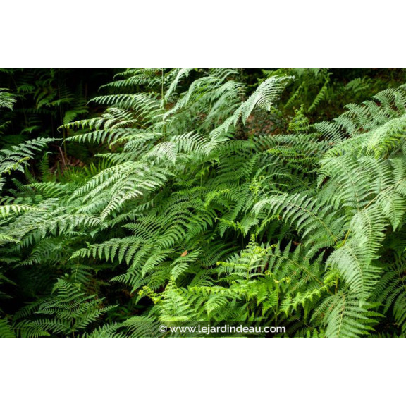 THELYPTERIS palustris