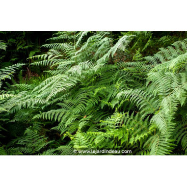 THELYPTERIS palustris
