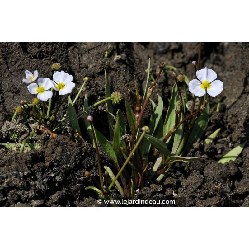 BALDELLIA ranunculoides BALDELLIA ranunculoides