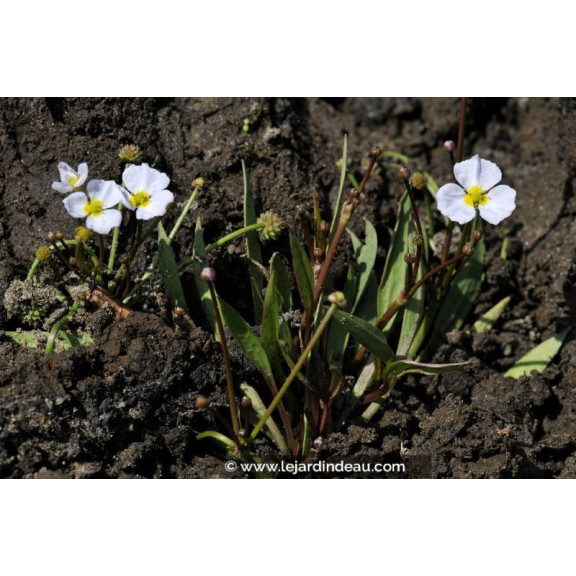 BALDELLIA ranunculoides