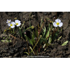 BALDELLIA ranunculoides BALDELLIA ranunculoides