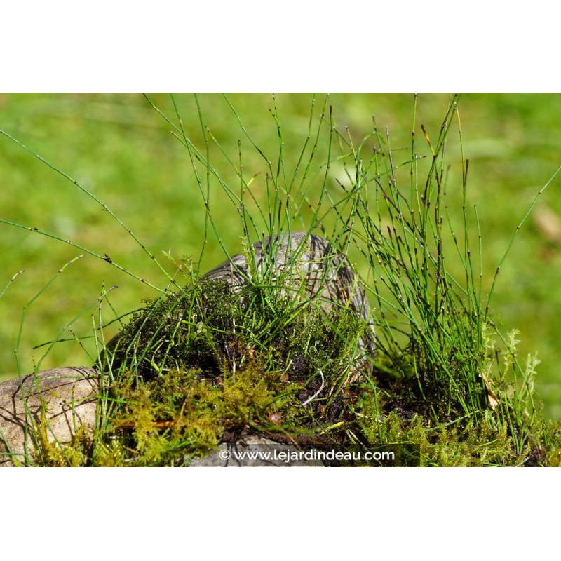 EQUISETUM scirpoides EQUISETUM scirpoides