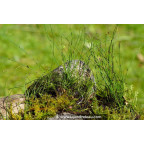 EQUISETUM scirpoides EQUISETUM scirpoides