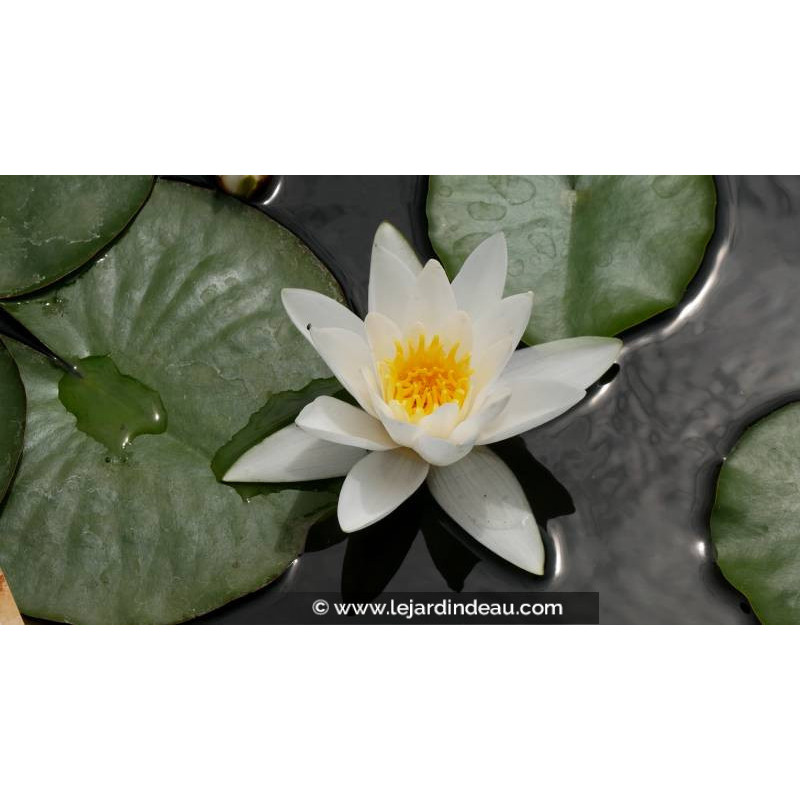 NYMPHAEA 'Hermine', nénuphar, blanc, grand bassin - Le Jardin d'eau NYMPHAEA 'Hermine', nénuphar, blanc, grand bassin - Le Jardin d'eau