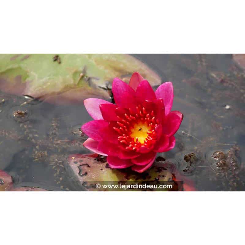 NYMPHAEA 'William Falconer' NYMPHAEA 'William Falconer'