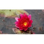 NYMPHAEA 'William Falconer' NYMPHAEA 'William Falconer'