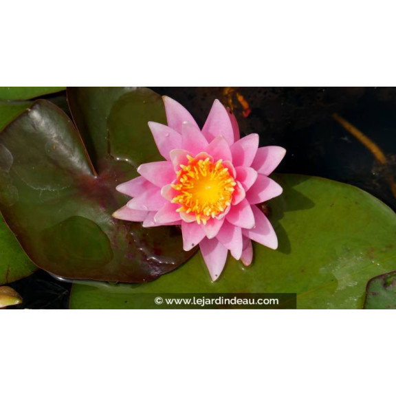 NYMPHAEA 'Rose Arey' - Printemps