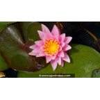 NYMPHAEA 'Rose Arey' - Printemps