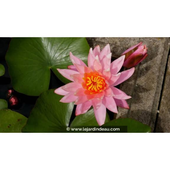 NYMPHAEA 'Barbara Dobbins'