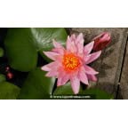 NYMPHAEA 'Barbara Dobbins'